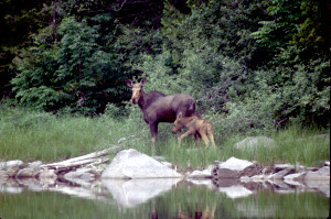 Moose and Calf.