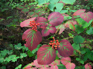 Flora along the trail.