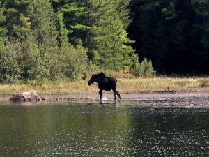 Moose.