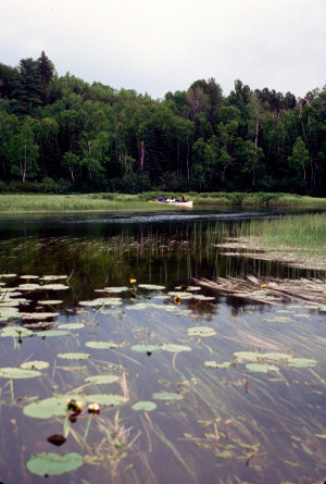 Deep in the Marsh.