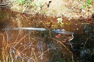 First Gator Sighting.