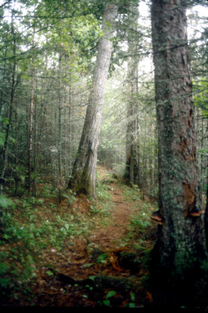 Virgin Forest.