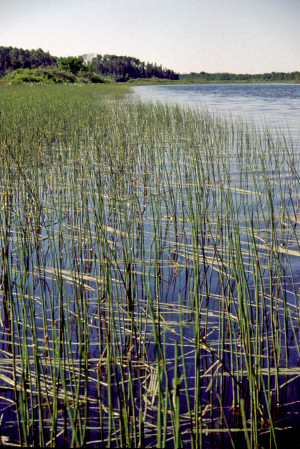 Peterbell Marsh in the morning.